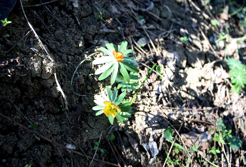 Le prime fioriture primaverili